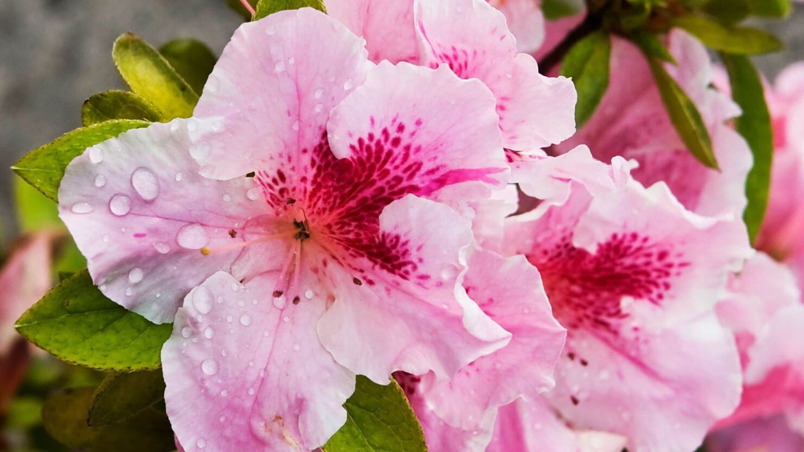 azalea portada xl