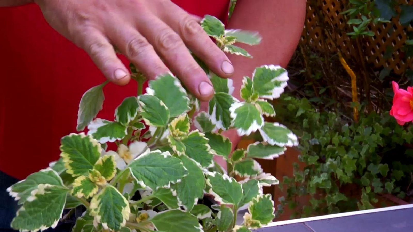 brico 794 jardin plantas colgantes verano incienso brico 794 jardin plantas colgantes verano incienso