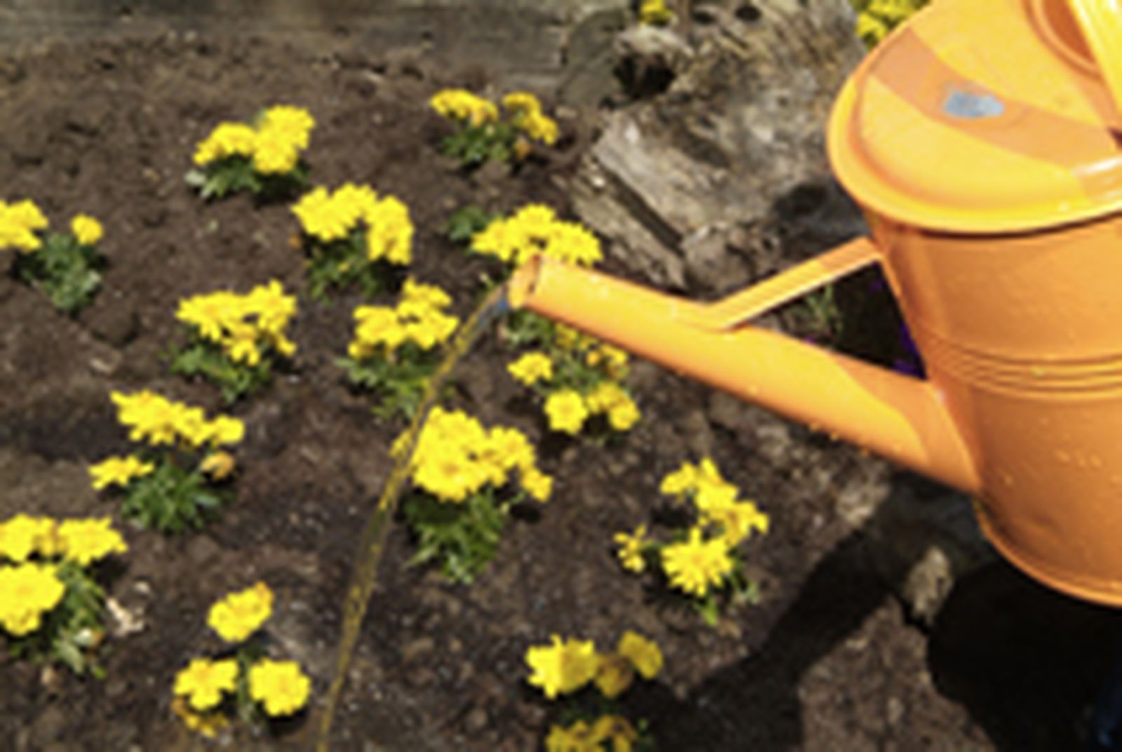 PARTERRE DE FLOR DE TEMPORADA