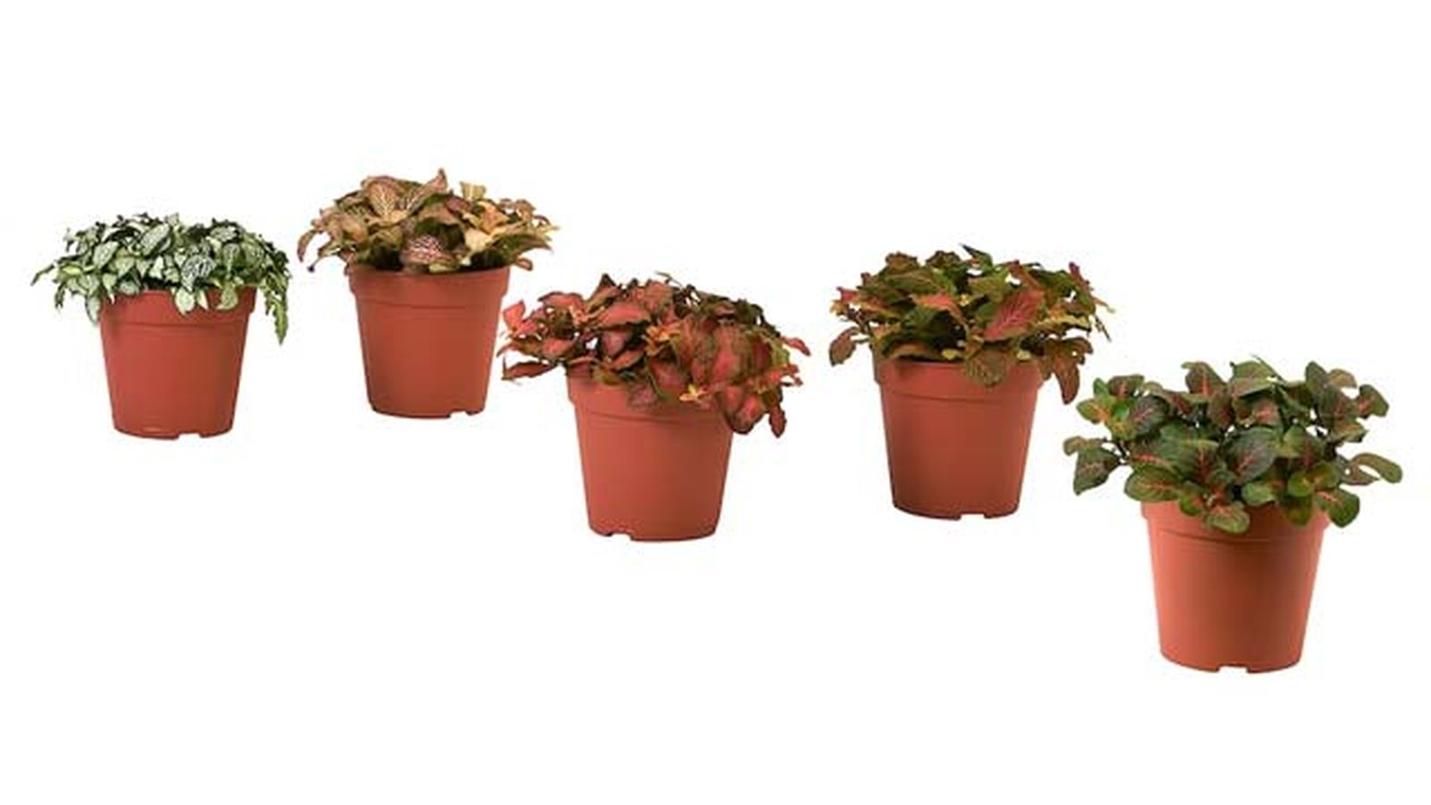 fittonia planta de ikea fittonia planta de ikea