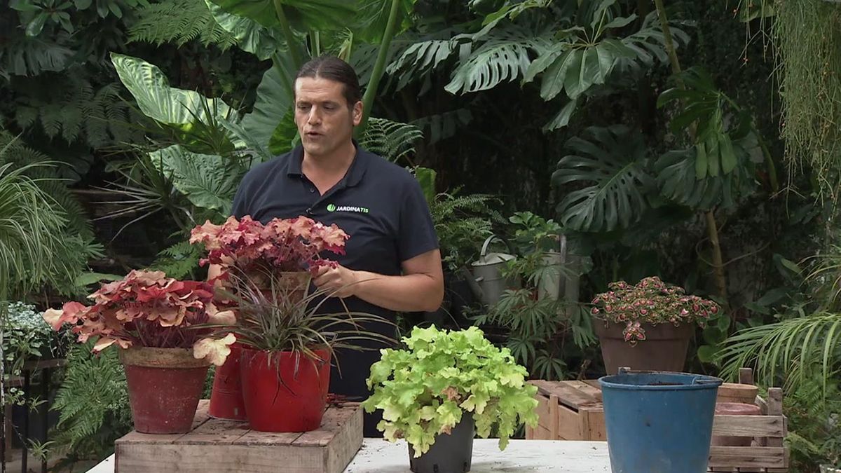 brico 1033 jardineria caracteristcas heucheras