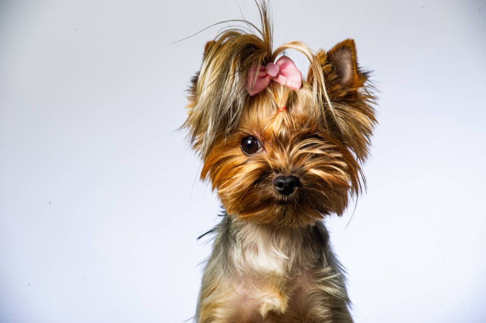 Cómo hacer una sencilla trenza con la que lograremos que nuestra mascota esté peinada.
