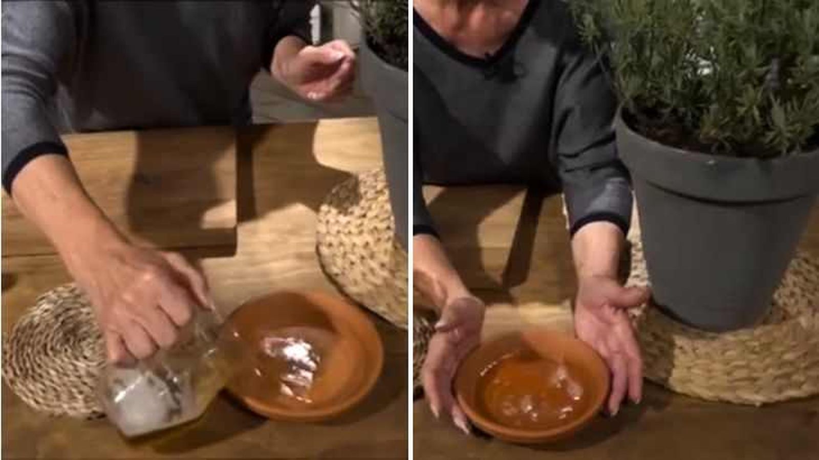Cerveza en un cuenco para evitar los caracoles en la lavanda Cerveza en un cuenco para evitar los caracoles en la lavanda