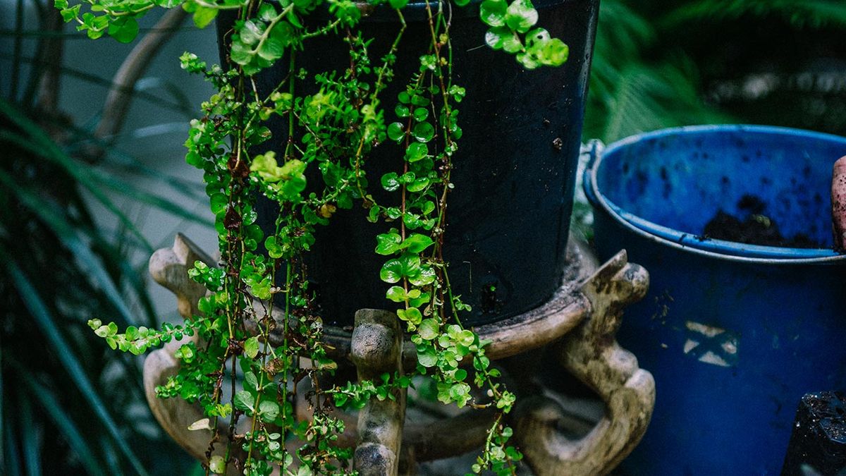 brico 1032 jardin planta de la moneda Lyssimachia nummularia color