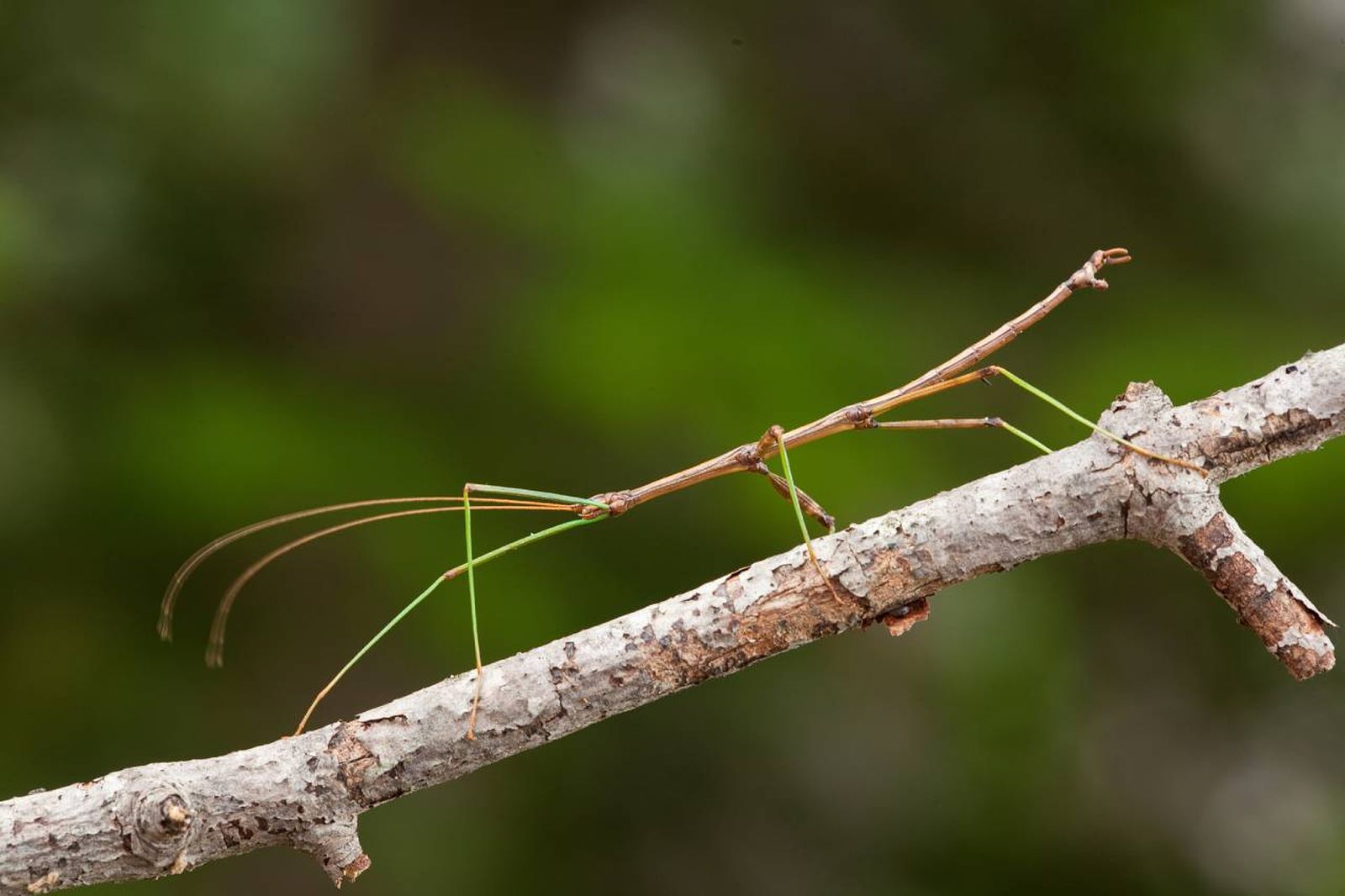 La partenogénesis ha triunfado en un grupo de especies: los insectos.