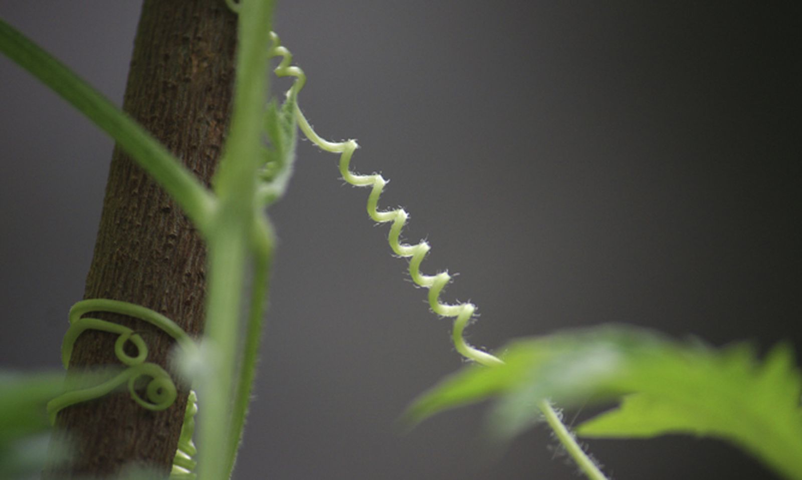 Plantas trepadoras