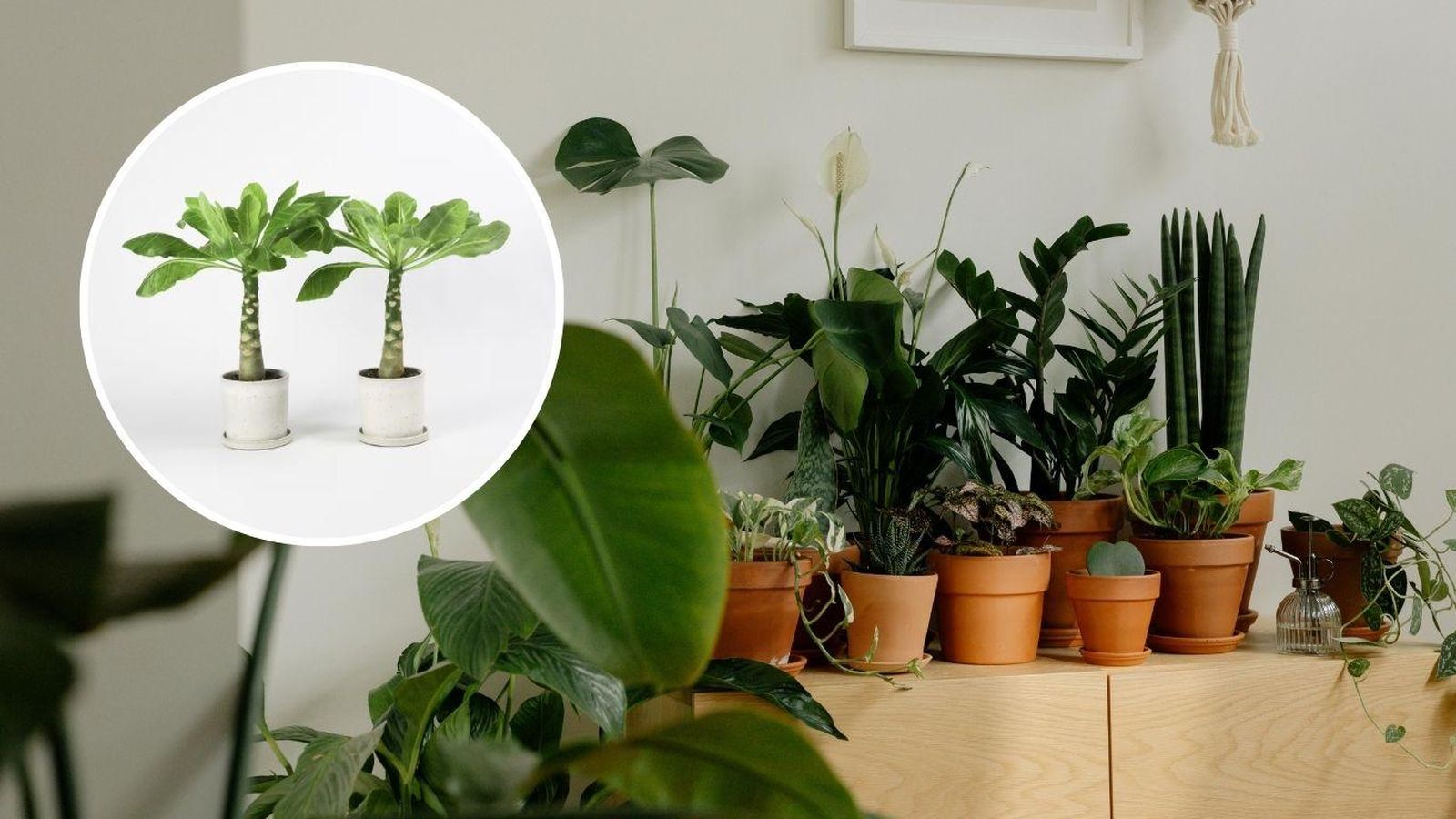 Brighamia insignis o palmera hawaiana.