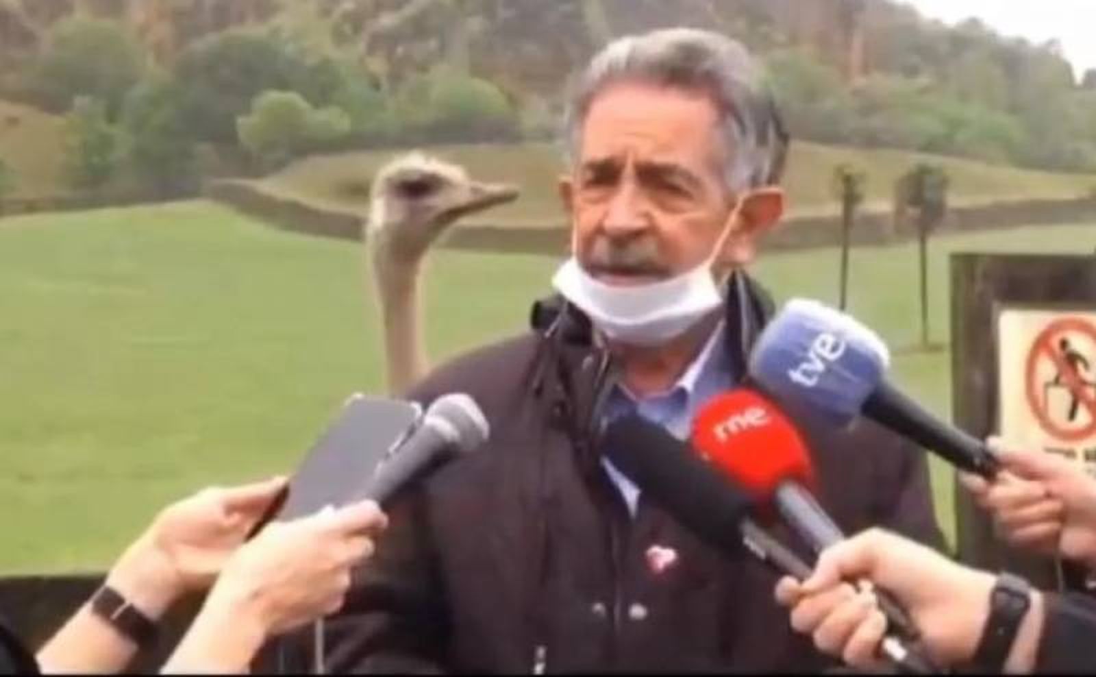 La curiosa aparición de una avestruz detrás de Revilla. La curiosa aparición de una avestruz detrás de Revilla.