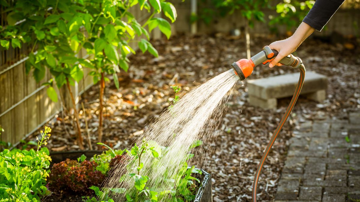 Las plantas son capaces de adaptarse a la falta de agua