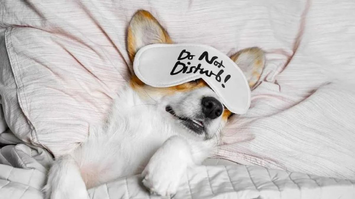 cuanto duerme un perro 2