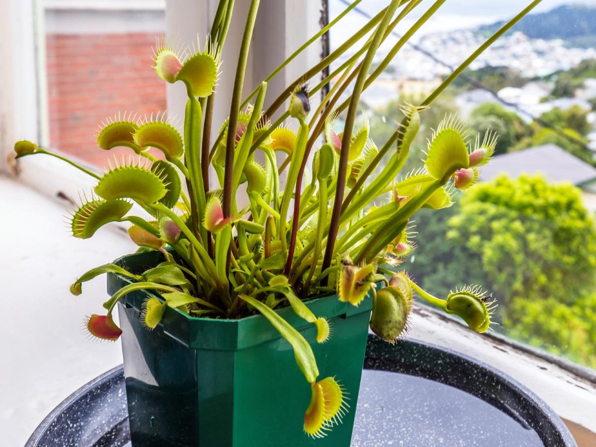 Dionaea muscipula.
