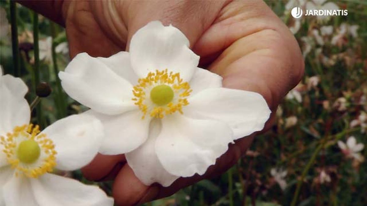 zona jardin plantas color blanco deco 588 jardin
