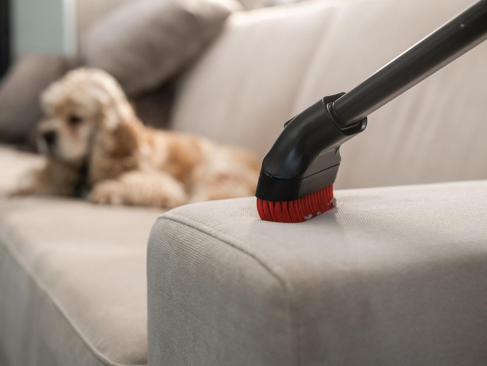 Aspira el sofá para eliminar pelos de mascotas y el mal olor.