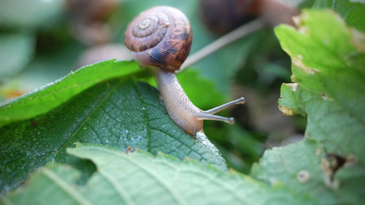Las babosas y caracoles adoran el invierno húmedo