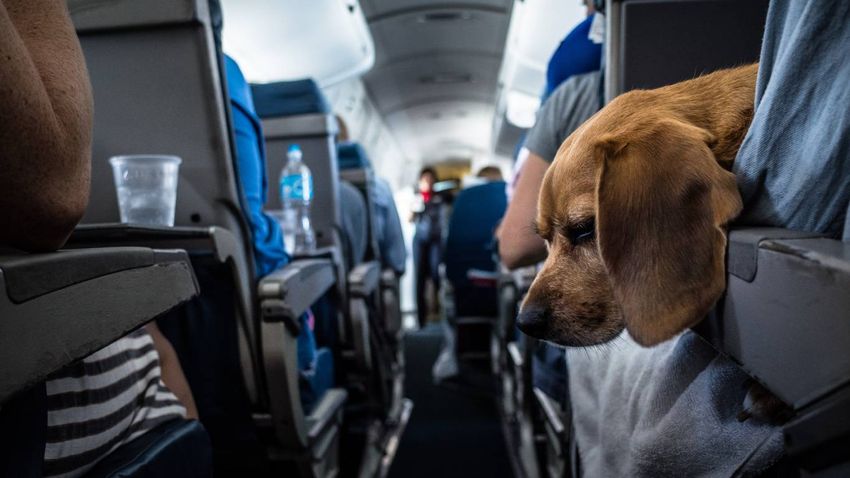 ¿Puedo llevar a mi mascota en cabina?