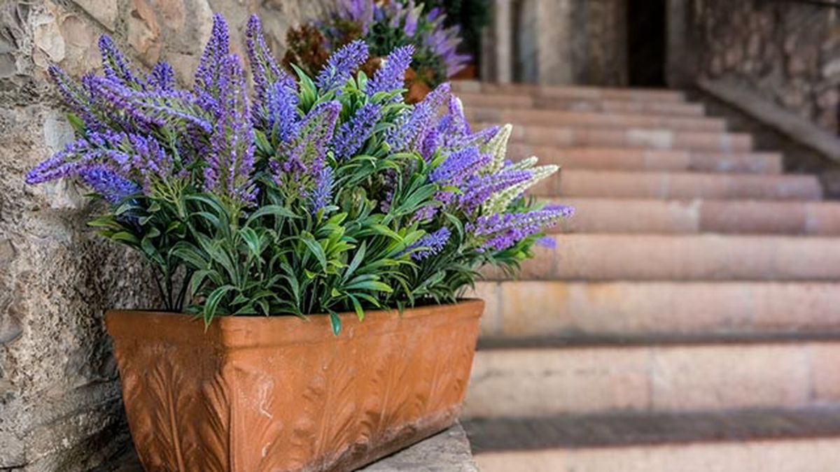 planta repelente de mosquitos lavanda