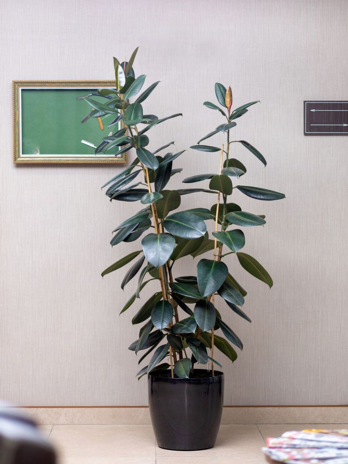 ficus elastica
