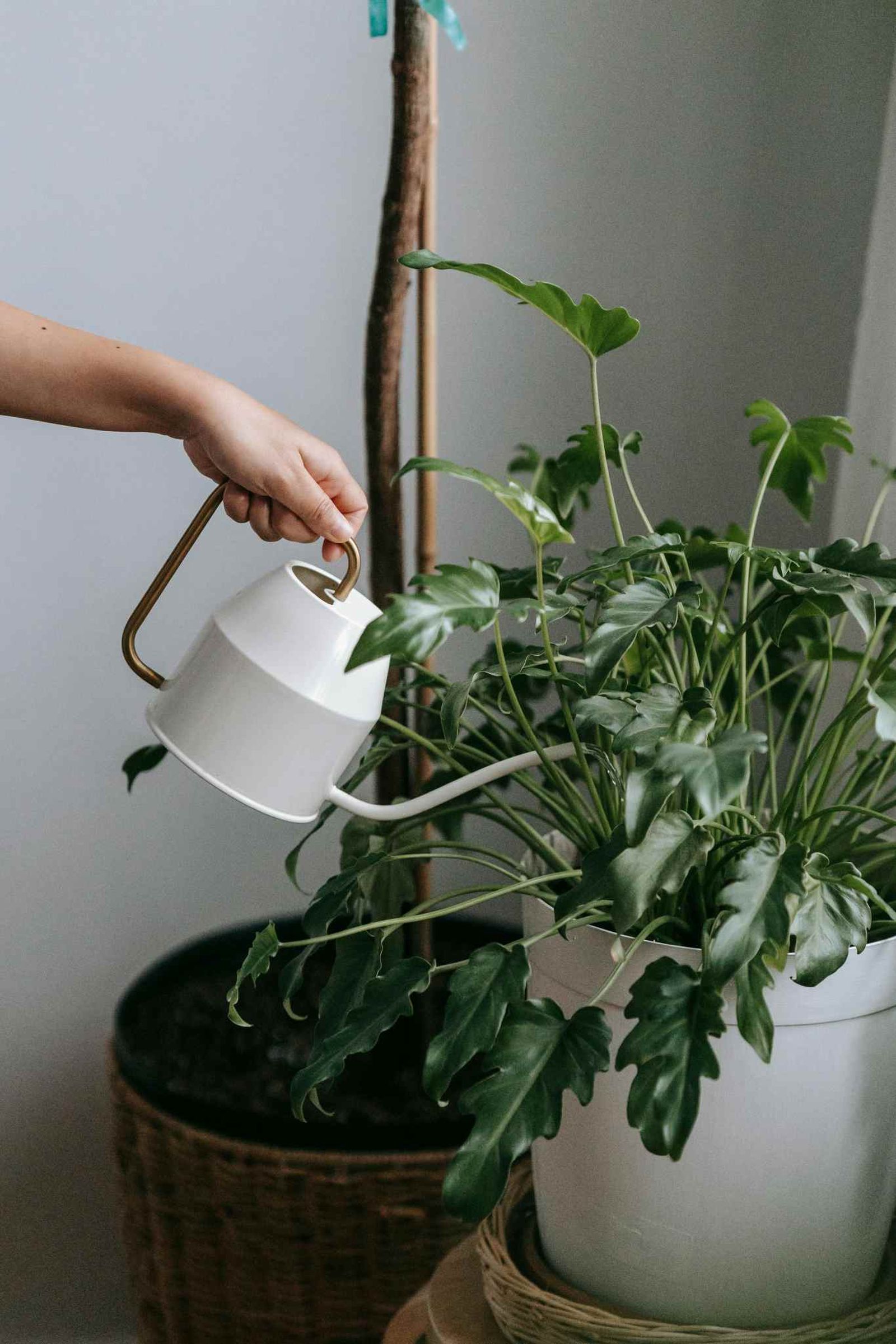 Cada planta crece a ritmos diferentes.